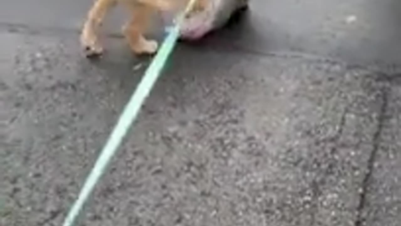 Golden Retriever puppy takes random things with him on walks