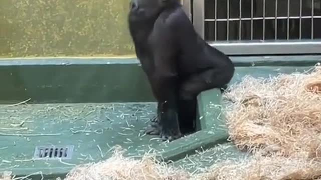 Lo sigo intentando, jamás podré igualarlo.