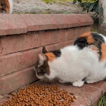 cute cats eating biscuits looking very lovely