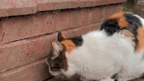 cute cats eating biscuits looking very lovely