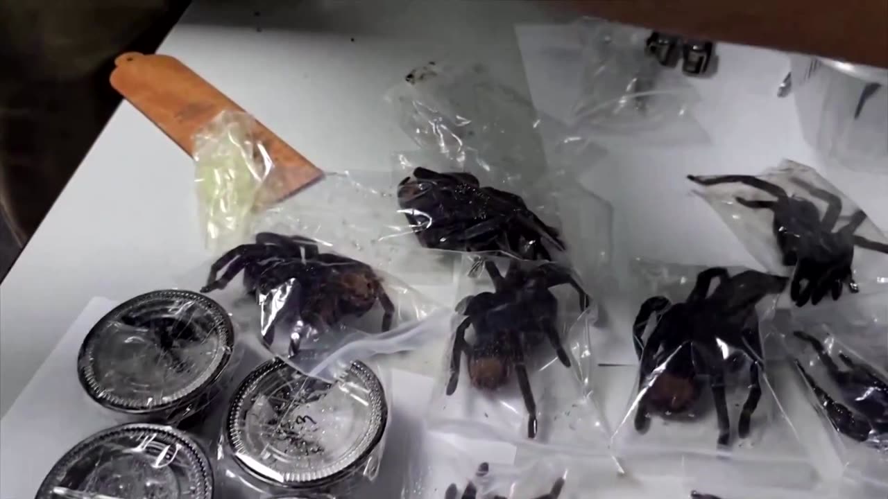 Korean man caught with 320 tarantulas, 110 centipedes in Peru