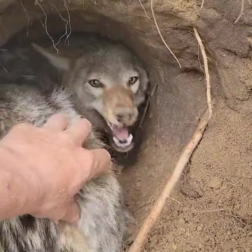 Pet Coyote Denies Friendship During Den Digging || ViralHog