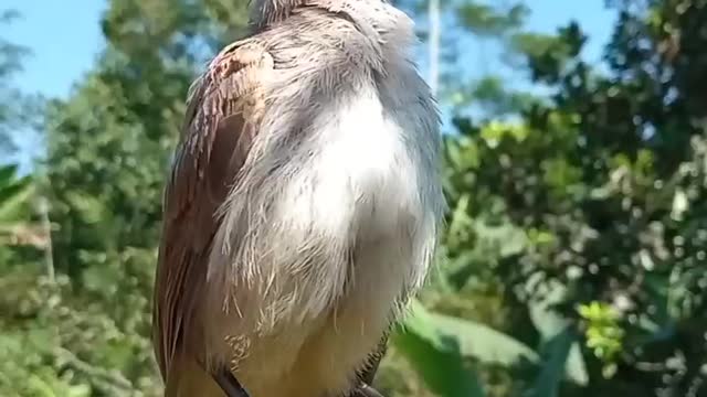 Beautiful Bird