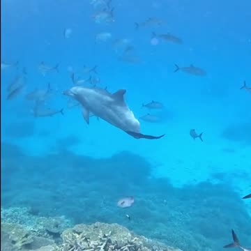 Just keep swimming 🐬