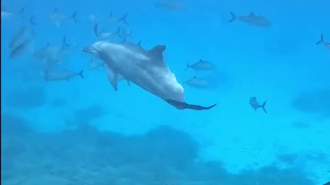 Just keep swimming 🐬