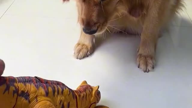 I have a pet. It's a lovely dog.