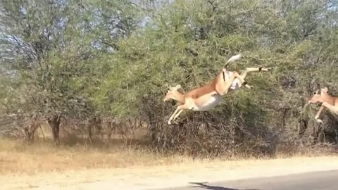 WORLD’S FASTEST ANIMALS FAIL! Grant’s Gazzele Take Down Cheetah With Horns, Lion Hunt Imapala Fail17