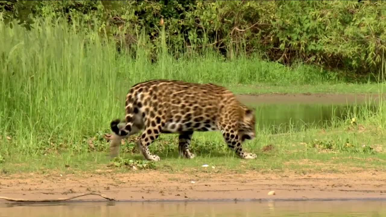 What's wrong with Leopard?