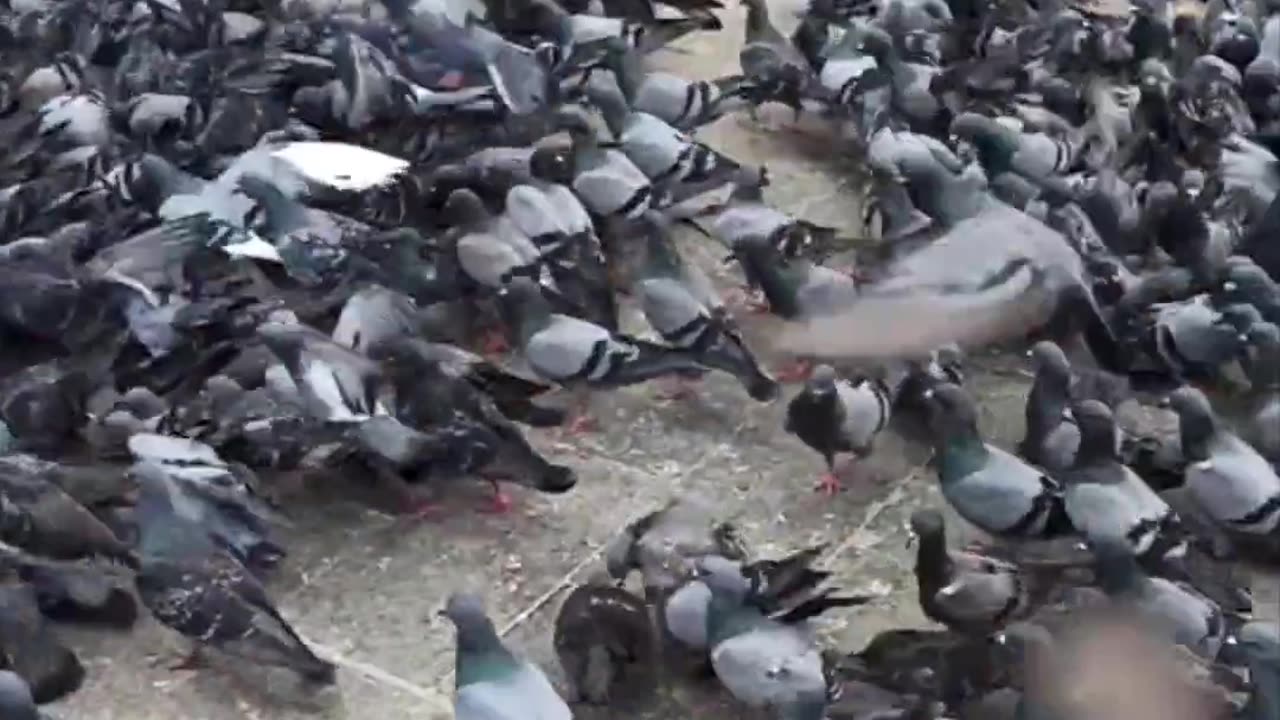 Huge Birds on a street