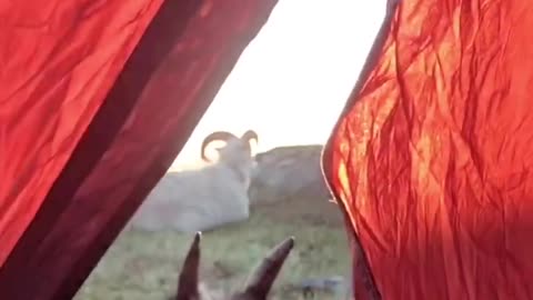 Camping with my pet sheep and goat