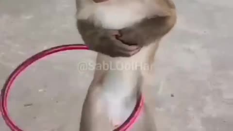 Funny animal viral😆😄🥰