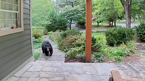 Large Bear Ready to Hibernate Lumbers Across Porch