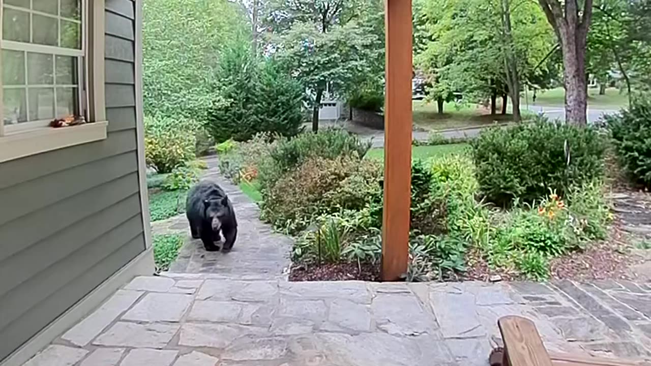 Large Bear Ready to Hibernate Lumbers Across Porch