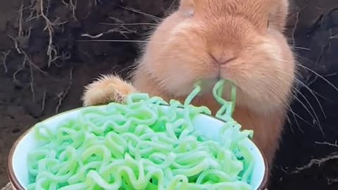 Bunny eating noodles