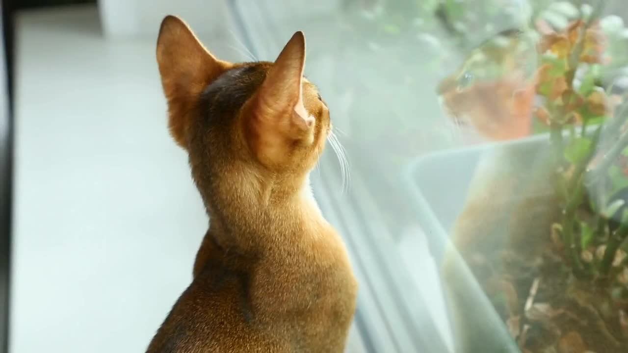 little cat staring at the window 6965