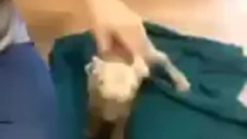 Wimpy Goat
