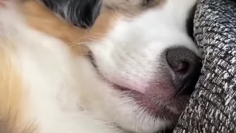 Ultimate Funny Dogs Compilation! 🐕 Most Viral DOGS on the internet! 🥰