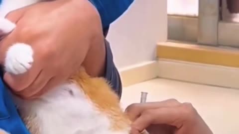Cute Cat