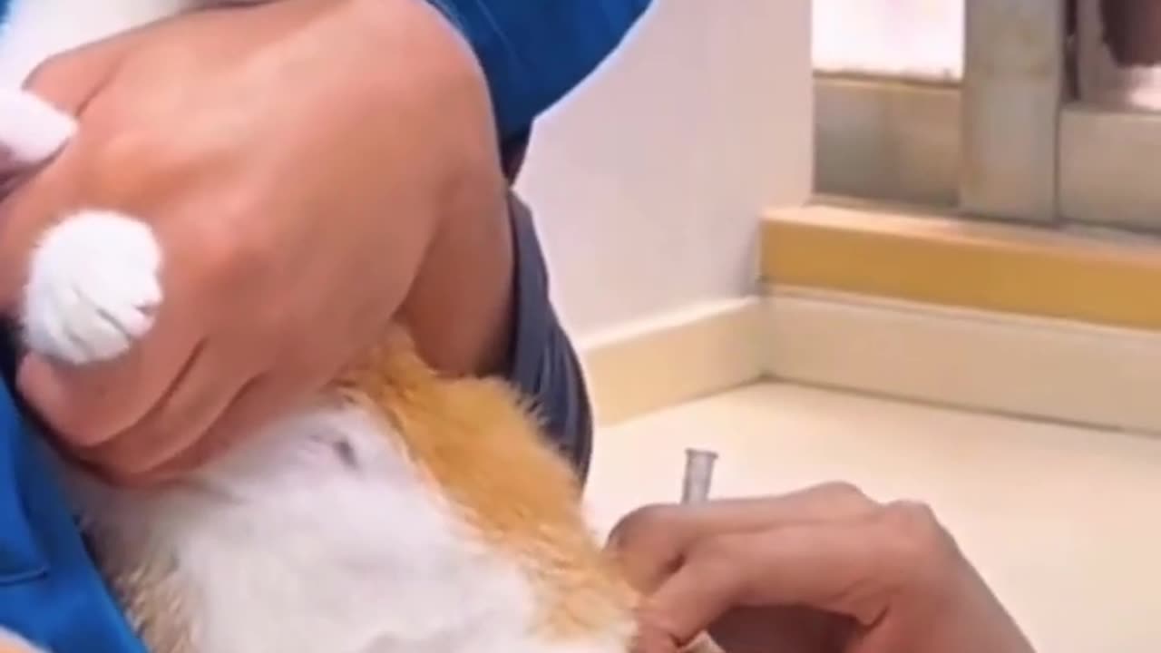 Cute Cat