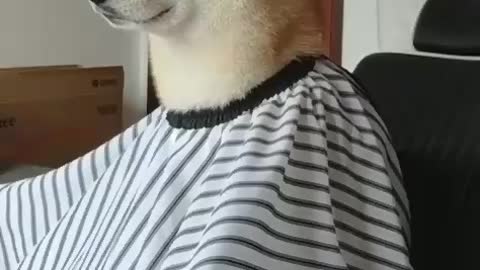 a dog cutting hid hair