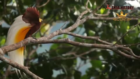 This Rare Bird Sings Very Sweetly