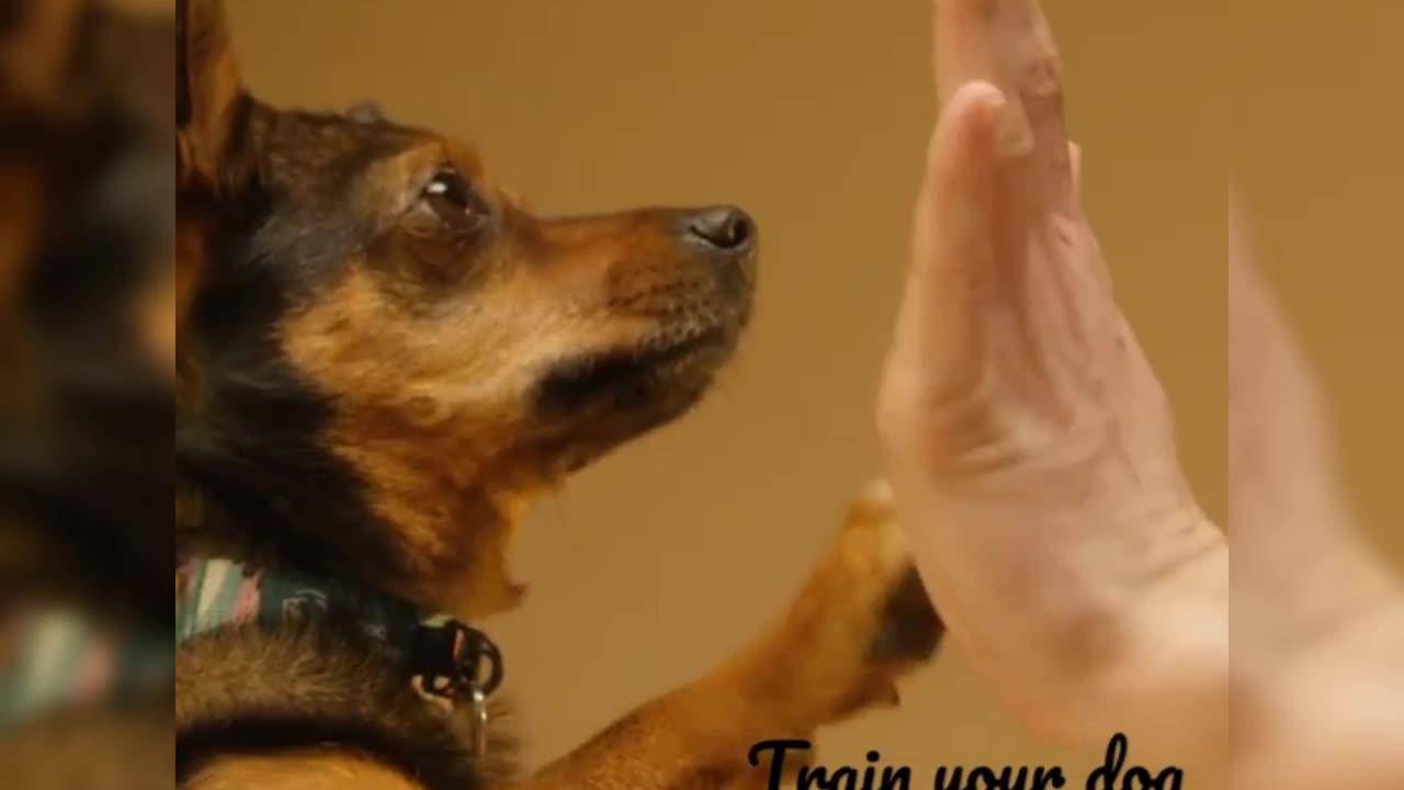"A Man's Guide to Canine Mastery: Training Your Dog with Skill and Heart"
