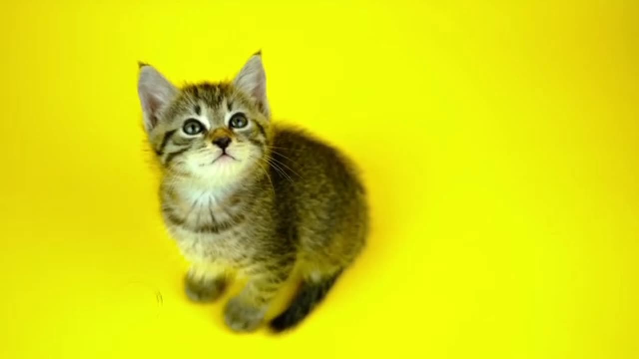 Funny clips cats video 2023