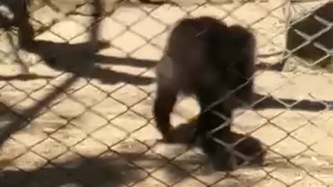 Macaco no zoológico