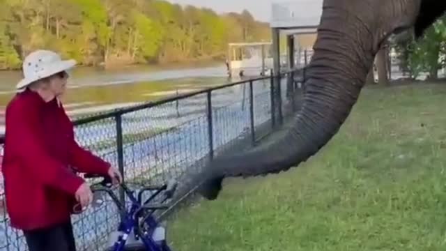 Best Funny Videos of 2021 - Relax and Enjoy