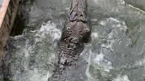 21_Wow this is one giant Crocodile🐊