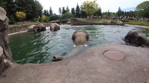 Elephants swimming in Elephant Lands