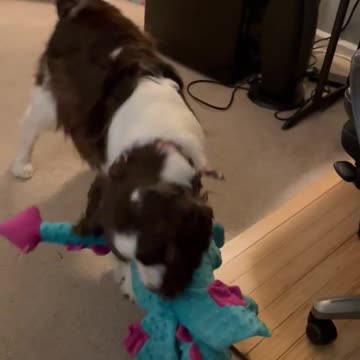 Springer Spaniel Playing With Stuffed Dragon Toy..... #shortsviral #shortsvideo #dog