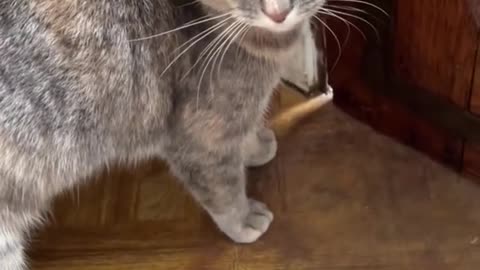 Cat-Captivating Melodies: How to Charm Feline Friends with Sound