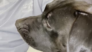 Screaming Rescue Dog Wants Attention from Unamused Owner