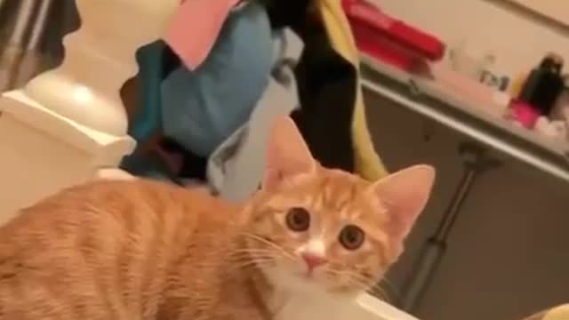Unlucky Cat😹#47 | Viral Clips | Pet Life | #shorts #short #viral #tranding #popular #cat #animals