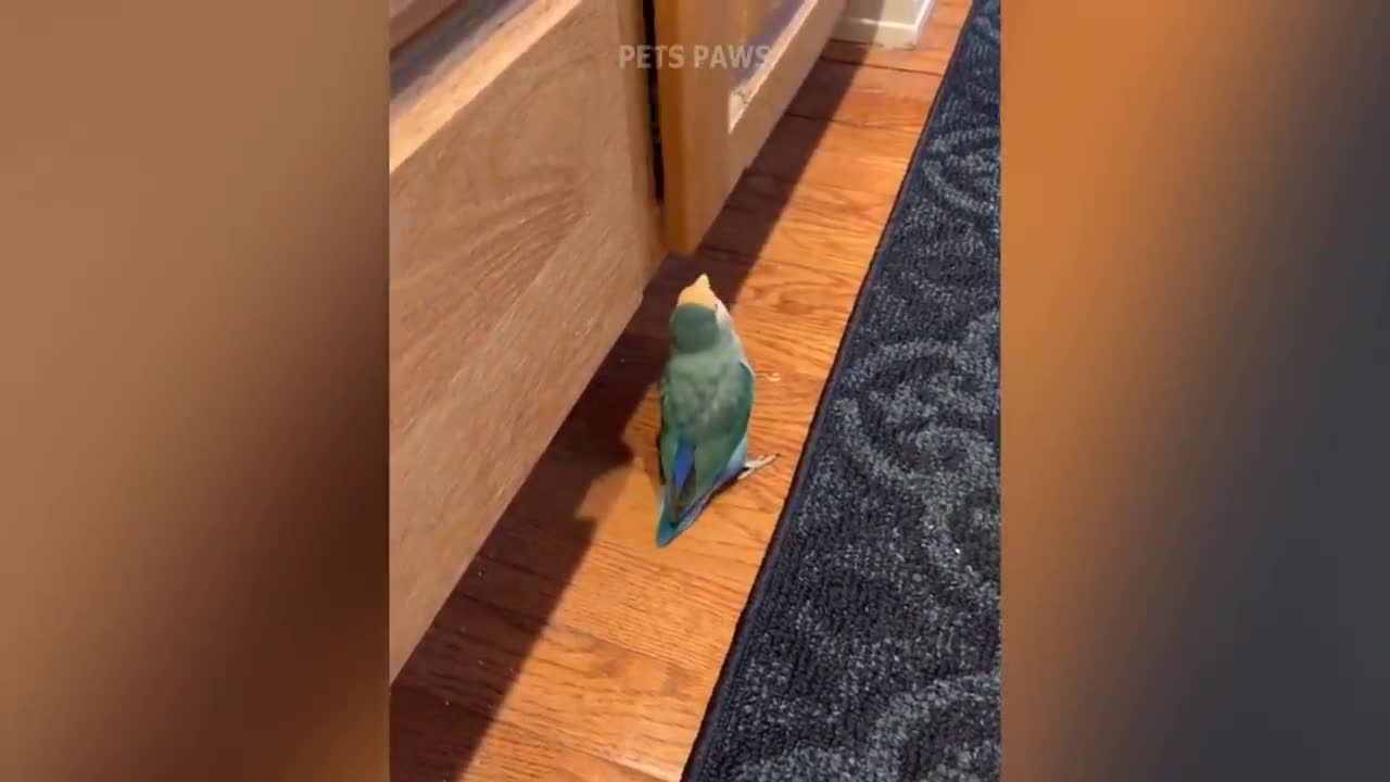 best funny bird