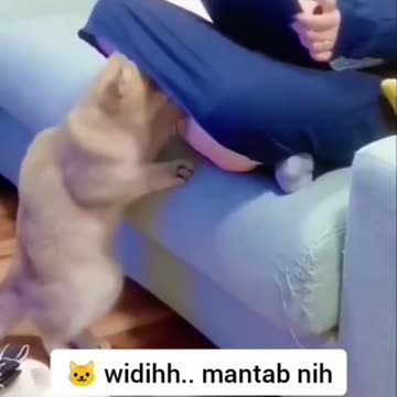 Striped Cat Sees Something Hidden