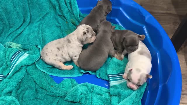 Three week old frenchie pups