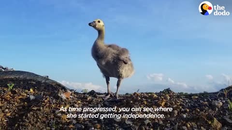 Guy Teaches His Rescued Gosling How To Fly | The Dodo Soulmates