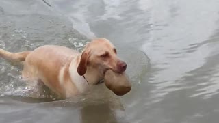 Doggy Dives Deep to Hunt Rocks