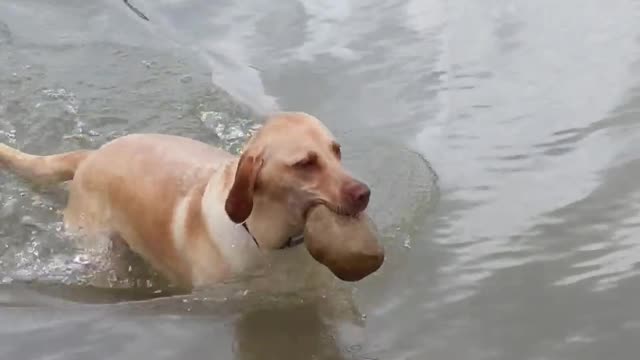 Doggy Dives Deep to Hunt Rocks