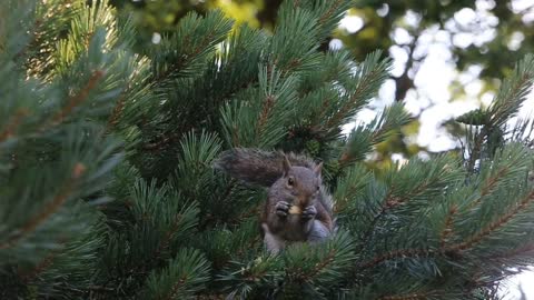 Squirrels one of the most famous animals for children