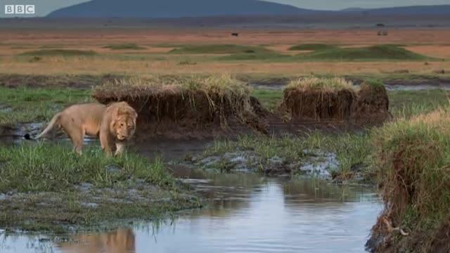 Hyena pack attacks lion - FULL CLIP - Dynasties_Cut1