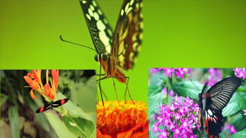 Three butterflies of different colors