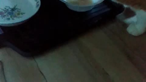 Twinkie gets broth
