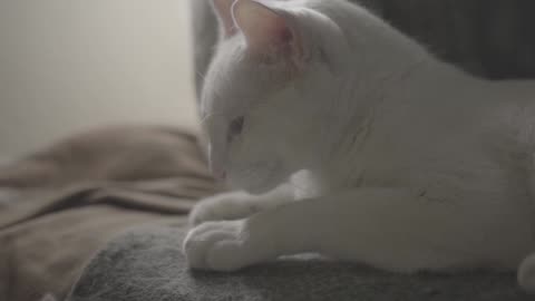 Cat, White, Pet. fuy video