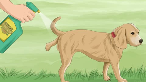 How to keep dogs off lawn