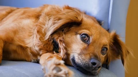 Dog In Relaxing To The Bed.