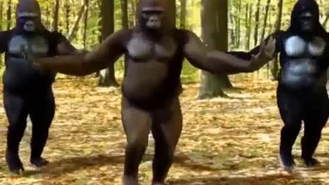 Three apes dance