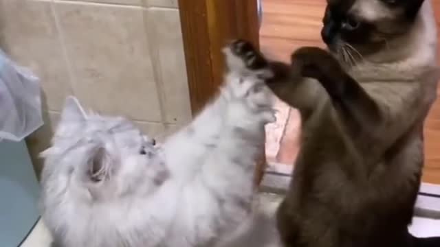 Funny cat playing video